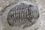 Detailed Gerastos Trilobite Fossil - Morocco #222266-1